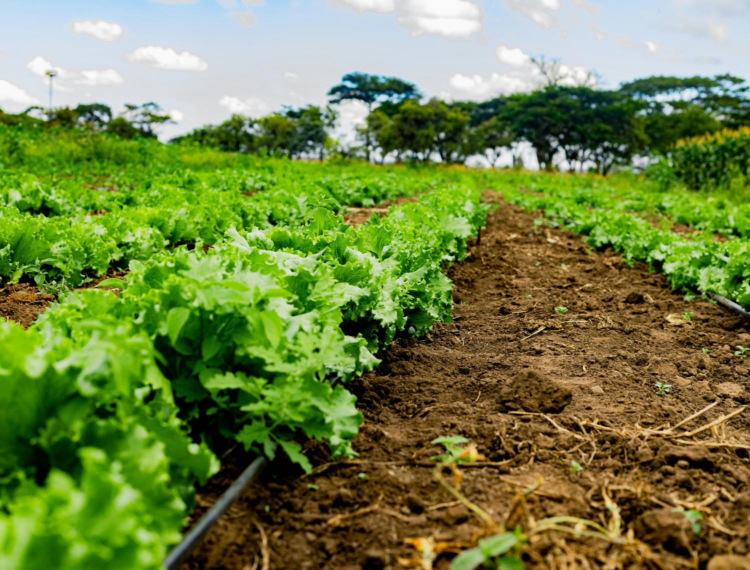 Agriculture